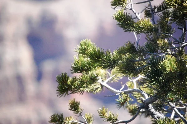 Pine tree bakgrund — Stockfoto