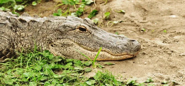 Aligator Trawie — Zdjęcie stockowe