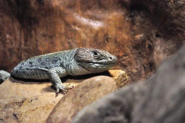 stock image Lizard on Rock