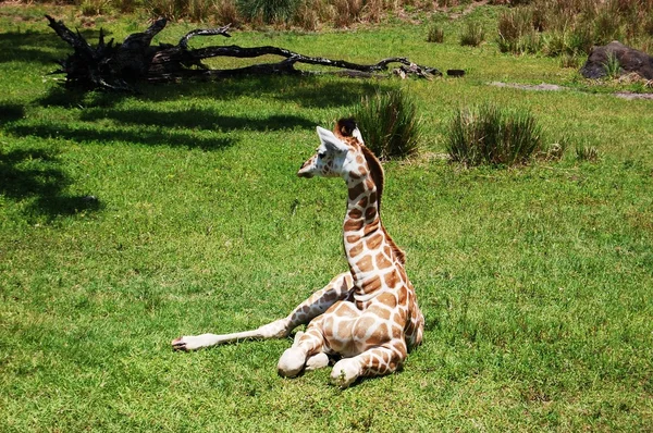 Giraffe starrt — Stockfoto