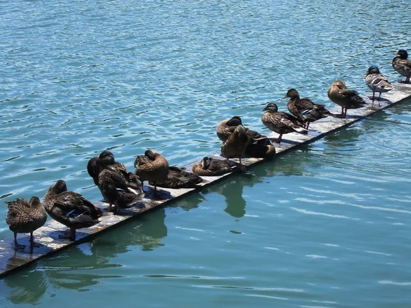 Ducks on a board — Stock Photo, Image
