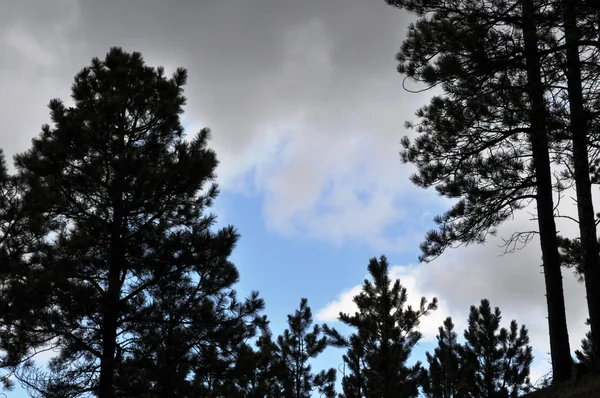 Achtergrond bomen en hemel — Stockfoto