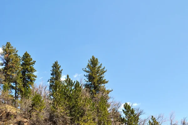 Arka plan ağaç ve gökyüzü — Stok fotoğraf
