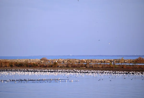 Birds on water background — Stock Photo, Image
