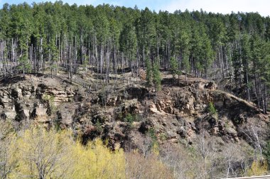 Deadwood ağaçlar bir tepe üzerinde