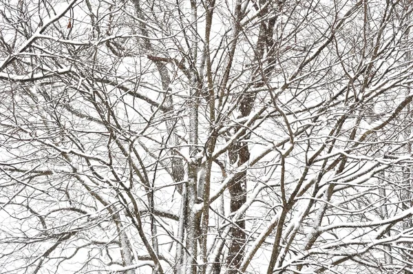 Sněhová bouře stromy — Stock fotografie