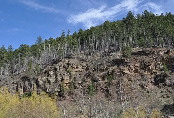 Árboles de Deadwood en una colina —  Fotos de Stock