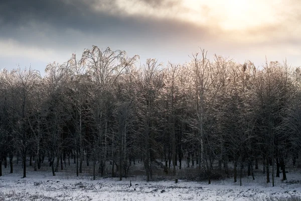 Bosque cubierto de hielo —  Fotos de Stock