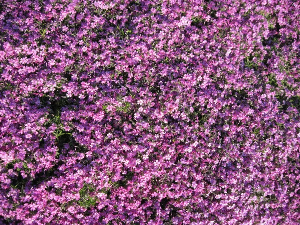 stock image Field flowers