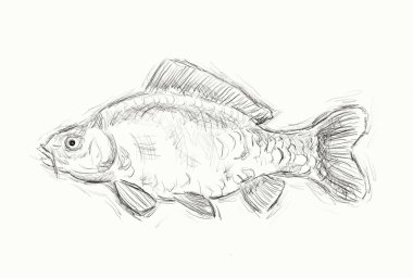 Carp clipart