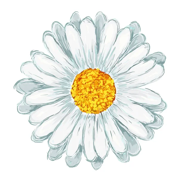 stock image Daisy