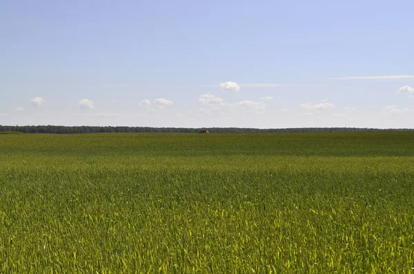 Wheat field in Russia — Stock Photo, Image