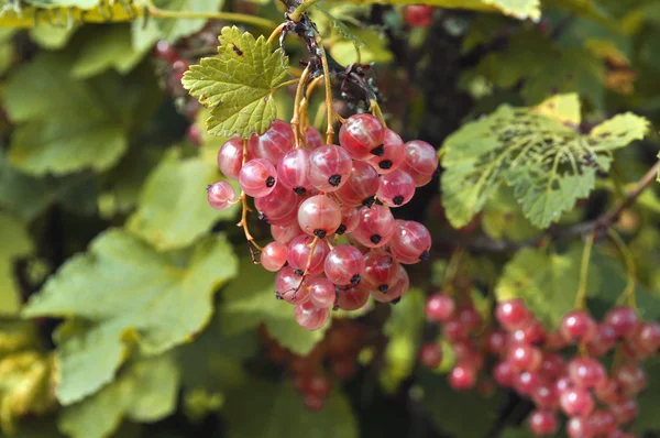 stock image Pink currant