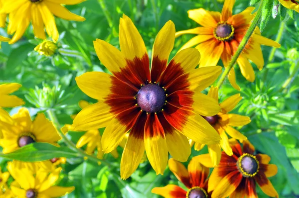 Rudbeckia