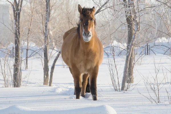 stock image Horse on snow