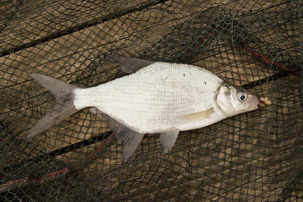 stock image Abramis Brama - Young Carp Bream