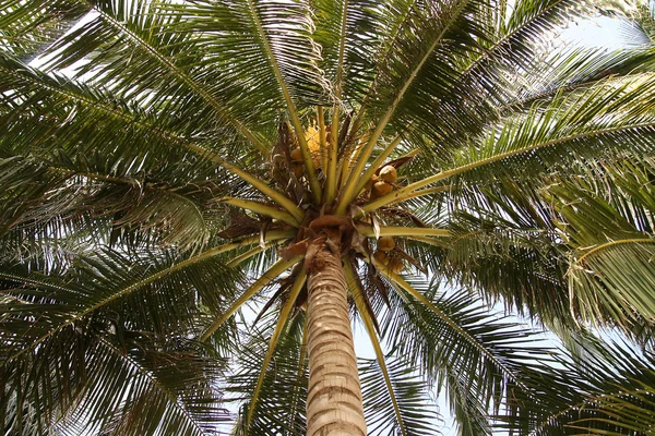 stock image Coconut Palm in Thailand