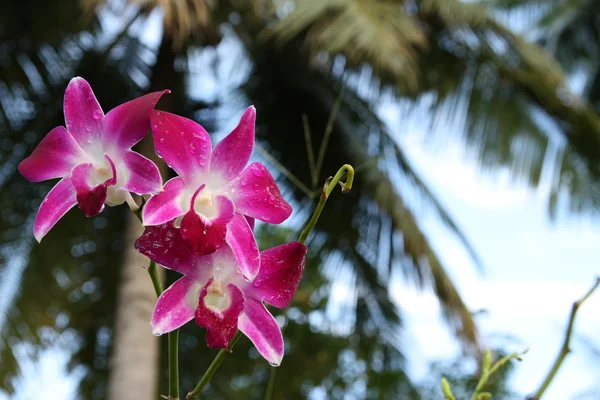 stock image Orchid