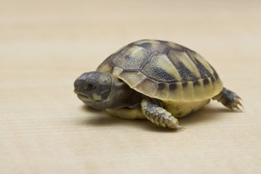 Testudo hermanni Hermanns tortoise clipart