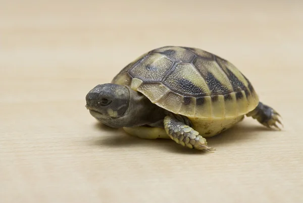 Testudo hermanni hermanns sköldpadda — Stockfoto