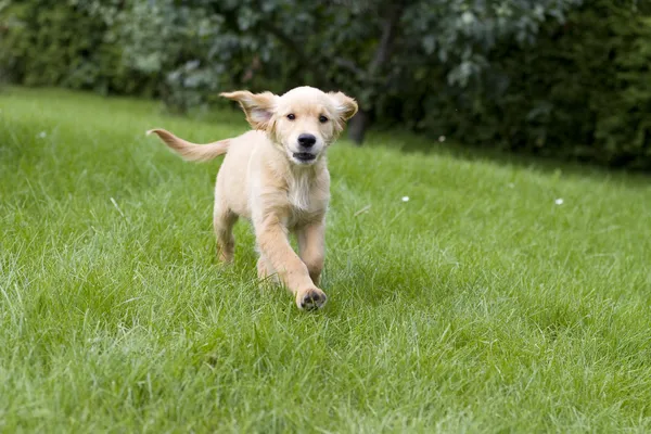 Golden retriever cão — Fotografia de Stock