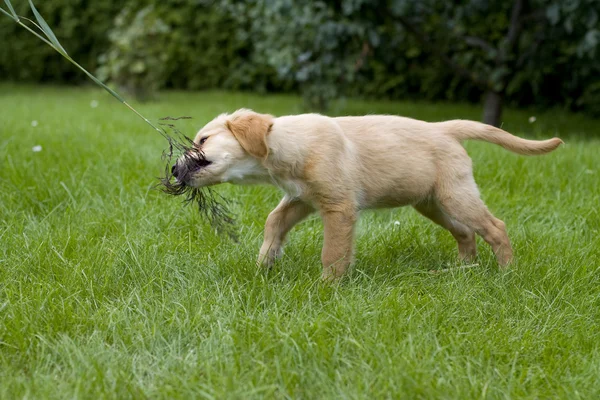 Puppy Golden Retriever — Stock Photo, Image