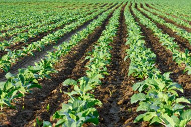 Cabbage seedlings field clipart