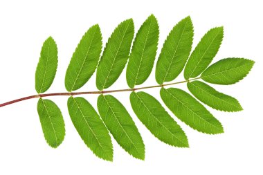 Rowan green leaf clipart