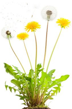 Dandelion clipart