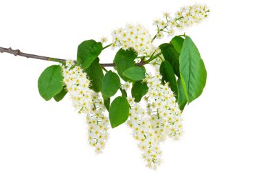 Flowering of bird cherry clipart