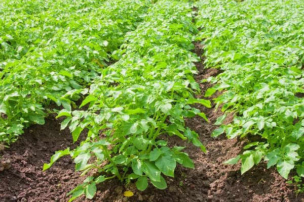 stock image Potato field