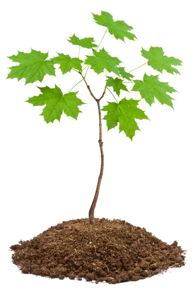 Young maple — Stock Photo, Image