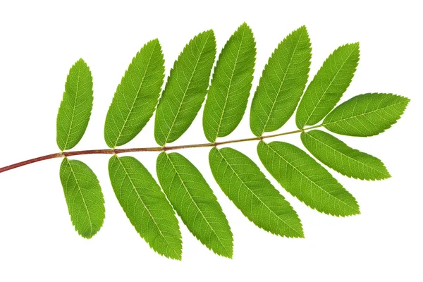 Jarzębina zielony liść — Zdjęcie stockowe