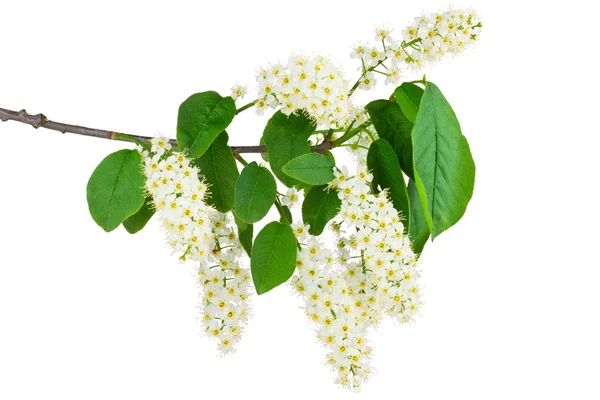 stock image Flowering of bird cherry