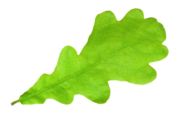 Folha de carvalho verde — Fotografia de Stock