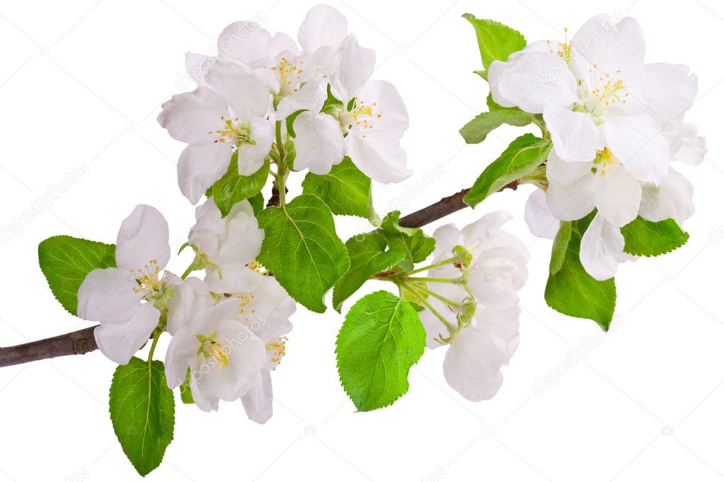 Flowering branch of apple-tree