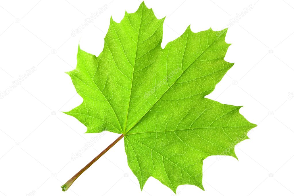 Green Maple Leaf Isolated On White Background. Royalty Free SVG