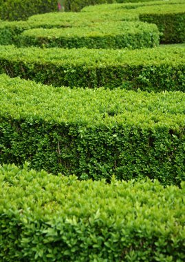Boxwood hedge (Buxus sempervirens) clipart