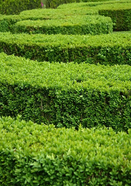 Hedge Buxus (Buxus sempervirens) — Stockfoto