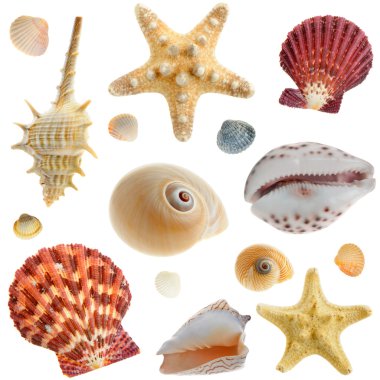 Set of sea cockleshells clipart