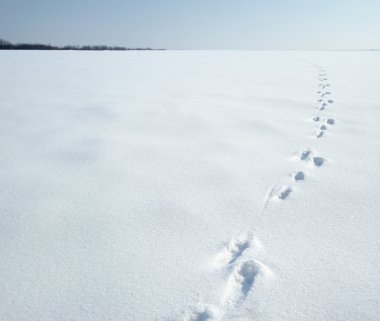 Traces of a hare on a snow clipart