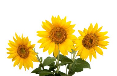 Sunflowers isolated