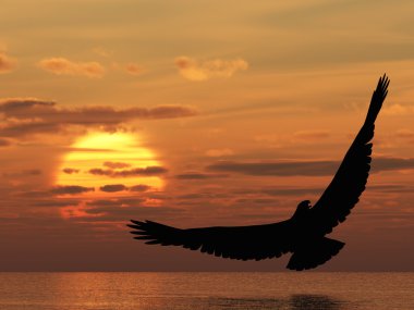 Eagle above ocean