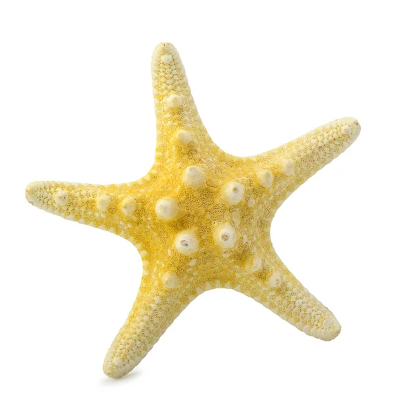 Rozgwiazda na białym tle — Zdjęcie stockowe