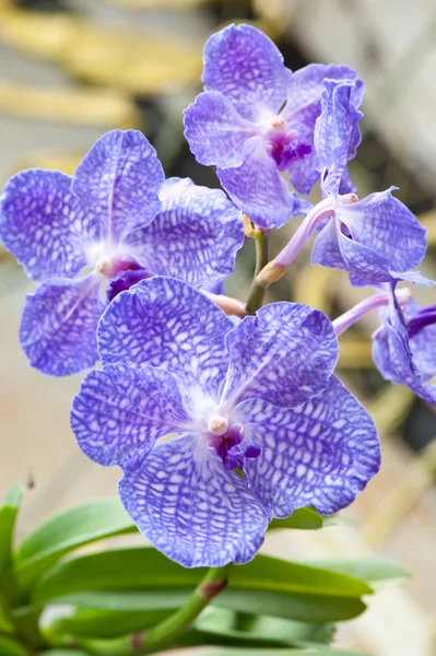 Orquídea azul escura — Fotografia de Stock