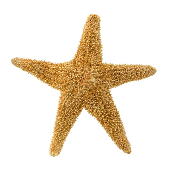 Steaua de mare izolată — Fotografie, imagine de stoc