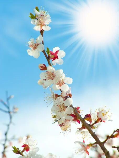 Blossoming branches of a tree with sun beam — Stock Photo, Image