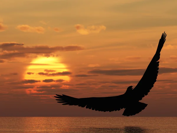 Aigle au-dessus de l'océan — Photo