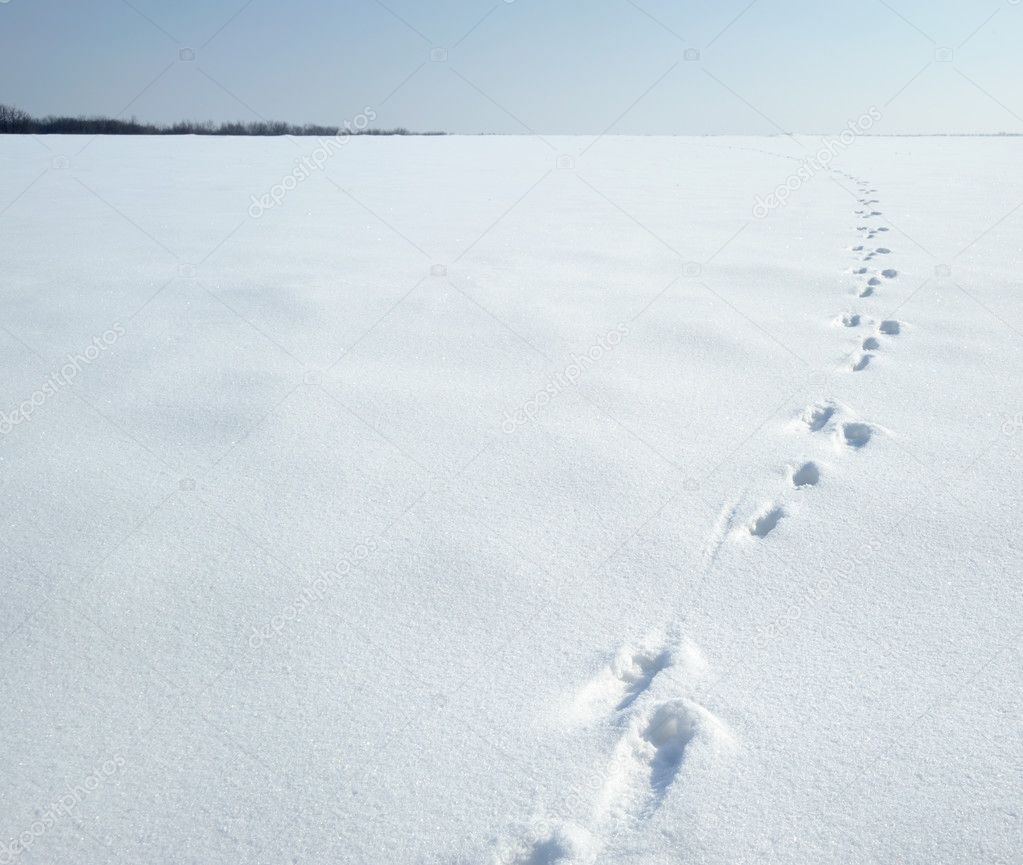 Traces of a hare on a snow