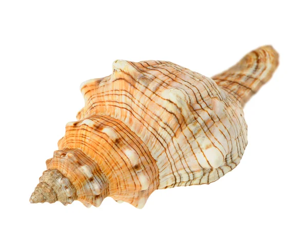 Морской коклесад — стоковое фото